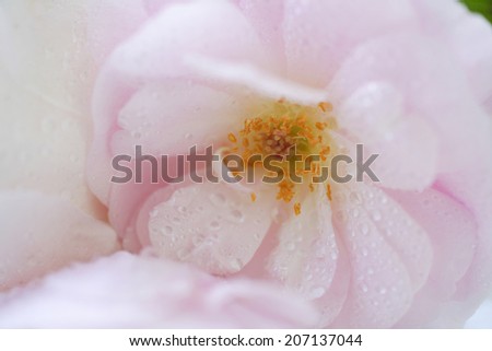 An image of Close-Up Of Rose