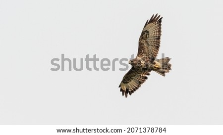 Common buzzard (buteo buteo) in flight, isolated against a pale background Royalty-Free Stock Photo #2071378784