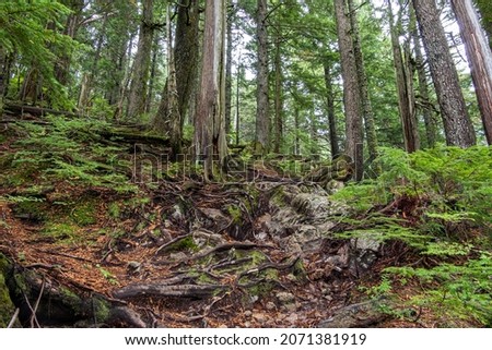 a hidden uphill trail zigzag through the rocks and exposed tree roots in the forest Royalty-Free Stock Photo #2071381919