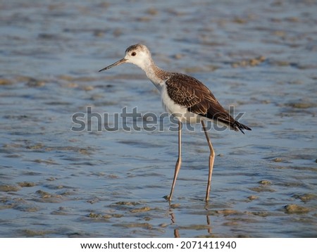 Beautiful young stilt feeding on the bank of a river 