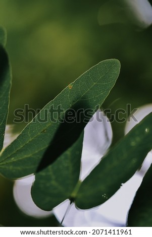 A vertical shot of Bauhinia monandra leaves growing in a field with a blurry background