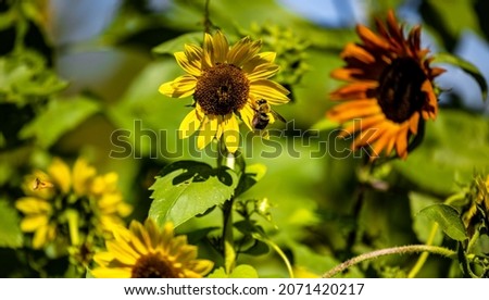 Picture of sunflowers at Great Country Farms in Virginia in the fall with a bee after it landed.