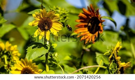 Picture of sunflowers at Great Country Farms in Virginia in the fall with a bee flying between them.