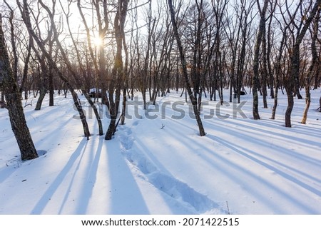 Snow-covered forest in a reserved place. Overall plan. Sikhote-Alin Biosphere Reserve in the Primorsky Territory.