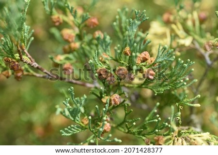 Chamaecyparis obtusa'Globosa variegata'is a cultivar of the Cupressaceae family and is an evergreen conifer:  Royalty-Free Stock Photo #2071428377
