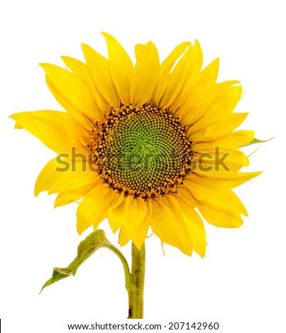 Yellow sunflower close up, isolated, cutout, white background