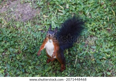 A cute squirrel in a grassy field