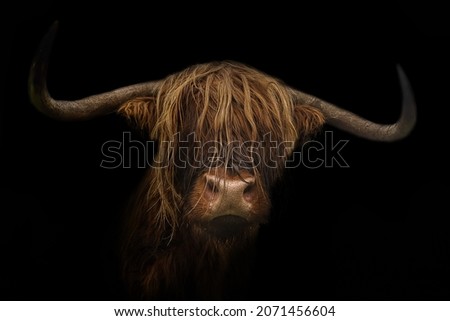 A Scottish Highland cattle with black background Royalty-Free Stock Photo #2071456604