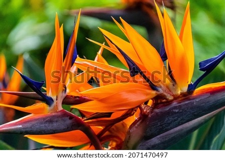 A closeup shot of bird of paradise flower Royalty-Free Stock Photo #2071470497