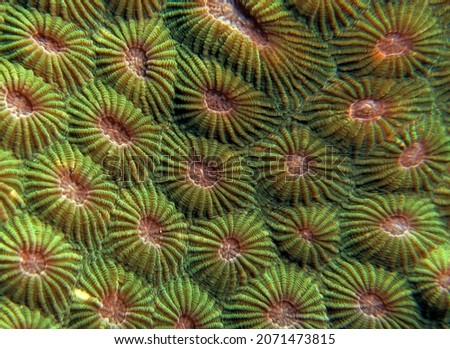 Close up image of Diploastrea heliopora coral Boracay Island Philippines                               