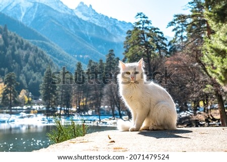 White cat with different eyes. Royalty-Free Stock Photo #2071479524