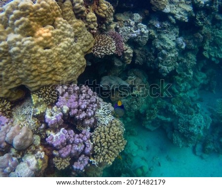 photo of a beautiful coral reef  in Egypt