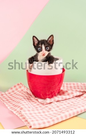 Cute kitten sitting inside cup on green and pink background