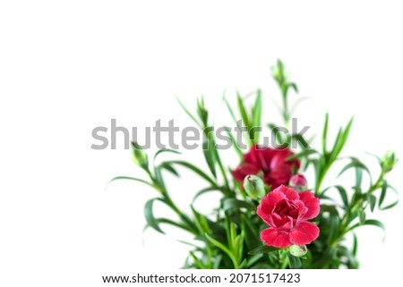 red flower with green leaves isolated on white background 