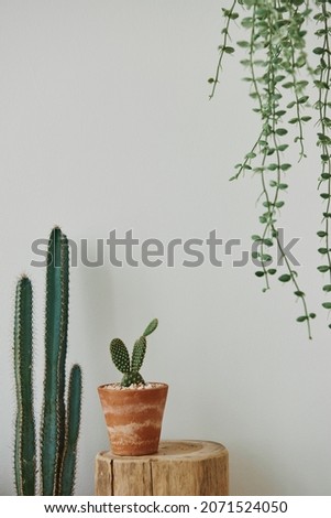 Aesthetic home with cactus on a wooden stool