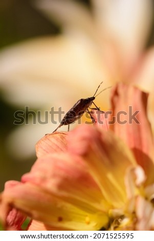 A macro shot of the beautiful nature on a dark bedbug standing on Dhalia flower, blurry background