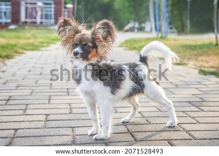 
Tricolor papillon dog in the park