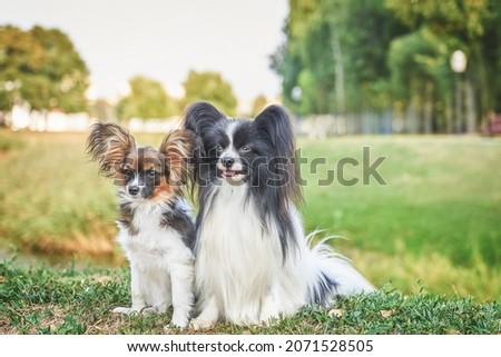 
Two dogs of the papillion breed in the park by the lake