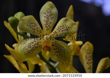 picture of flowers such as yellow orchids