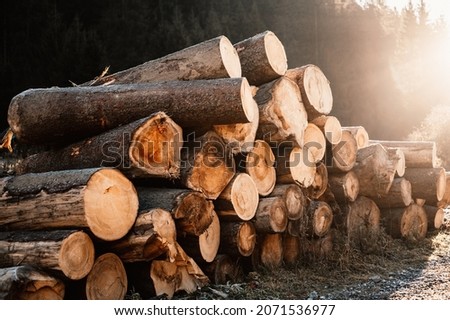 Log spruce trunks pile. Sawn trees from the forest. Logging timber wood industry. Cut trees along a road prepared for removal. Royalty-Free Stock Photo #2071536977