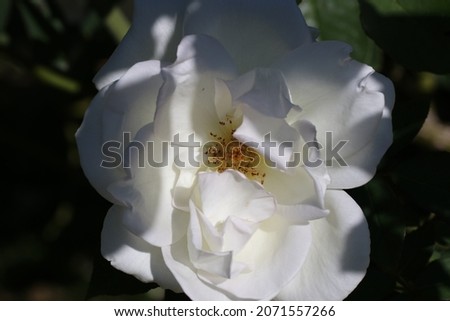 Japanese big white rose flower named "Kansha (2009)"means thanks or appreciation. Close up macro photography.