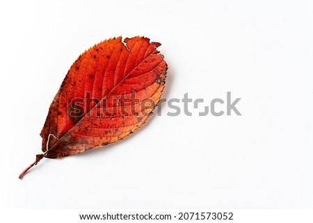 Fallen leaves on white background