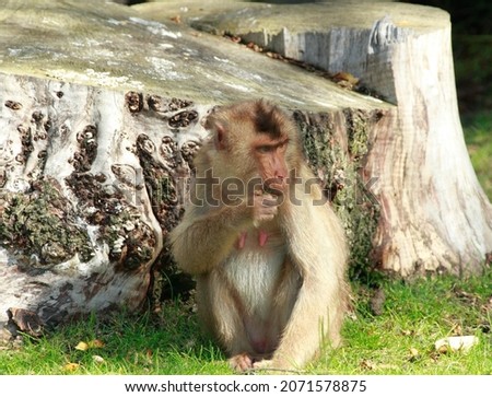 Little cute monkey is walking in his enclosure