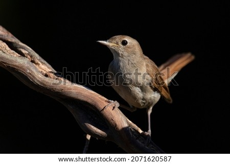 Nightingale perched on a branch, looking at the camera. With black background. Horizontal image. The bird illuminated by the sun with full detail of its plumage. Wildlife concept. Royalty-Free Stock Photo #2071620587