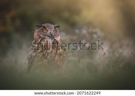 Eurasian eagle-owl (Bubo Bubo) in forest. Eurasian eagle owl sitting on ground. Owl portrait.