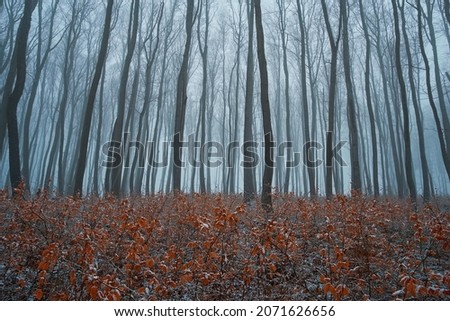 First snow in a foggy forest. Gloomy atmosphere of late autumn