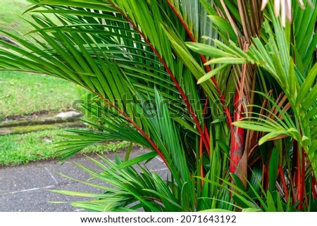 Cyrtostachys renda, also known by the common names red sealing wax palm and lipstick palm, is a palm that is native to Thailand, Malaysia, Sumatra and Borneo in Indonesia Royalty-Free Stock Photo #2071643192