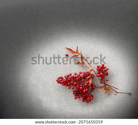 Red Christmas berries, branches, minimal style, grey background