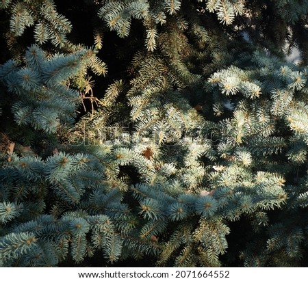 Fir tree branches  background.Branches close-up
