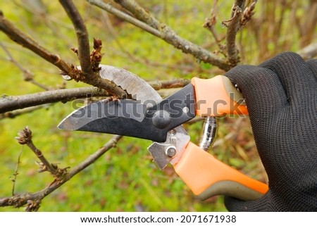 Close-up of a female farmer's hand in a black work glove working with a pruner. A gardener will show you how to prune the dry branches of a shrub in autumn using garden shears to prune bushes Royalty-Free Stock Photo #2071671938