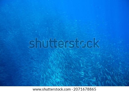 Sardines colony in blue sea. Sardine school closeup in blue water. Seafish underwater photo. Pelagic fish colony carousel in seawater. Mackerel shoal. Oceanic wildlife. Sea sardines. Commercial fishes Royalty-Free Stock Photo #2071678865