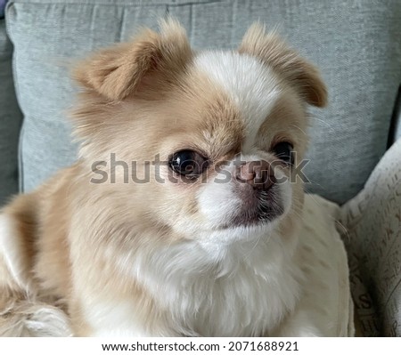 A close-up shot of a beautiful lovely cute Japanese Chin on a sofa looking alert