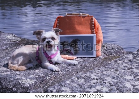 A furry chihuahua sitting on a water border by a tablet and a female bag