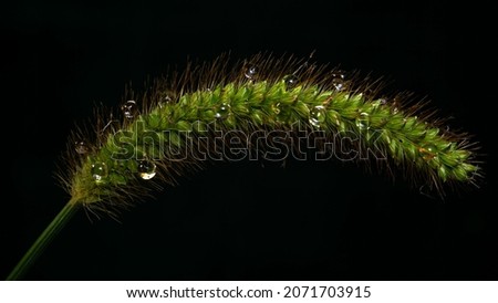 A closeup shot of Setaria Viridis with waterdrops isolated on a black background