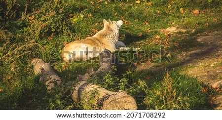 White wolf in forest wildlife canine in natural habitat photo