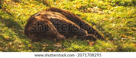 Banner brown bear in nature lying on ground in sunset lights. Wildlife mammal in forest