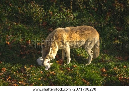 White wolf with food in mouth, arctic wolf with prey in his teeth, danger wild animal hunter in forest photo