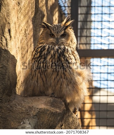 Great horned owl portrait close-up view photo