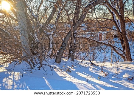 A magpie is sitting in the snow under the branches of an old tree in the rays of the setting sun