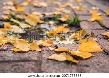 Beautiful autumn leaves are on a sidewalk, close up, macro photography