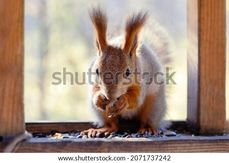 A squirrel in a winter fur coat sits in a feeder and eats nuts on a sunny autumn day.