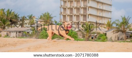 Pitbull dog puppy playing in the beach with his owner and friends. very playfull dog and beautifull brown dog