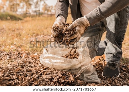 hands of man in gardening gloves show quality of rotted compost on compost heap. Organic waste compost for soil enrichment. use of recycled organic matter as organic mulch in horticulture Royalty-Free Stock Photo #2071781657