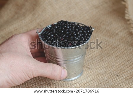 Hands hold a full bucket of ripe black elderberries. Sambucus nigr in metal bucket on burlap cloth. Close-up.  Selective focus.