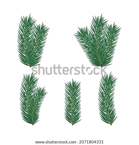 Set of branches of a Christmas tree. Vector illustration, flat minimal cartoon realistic design, isolated on white background, eps 10. Elements for decoration.