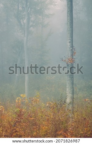 Autumn forest, romantic, misty, foggy landscape. Vintage looking nature photo with dramatic colors.